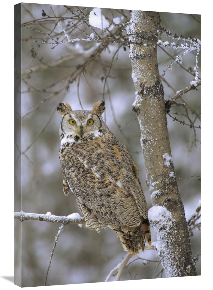 Global Gallery GCS-397105-2436-142 24 x 36 in. Great Horned Owl in Its