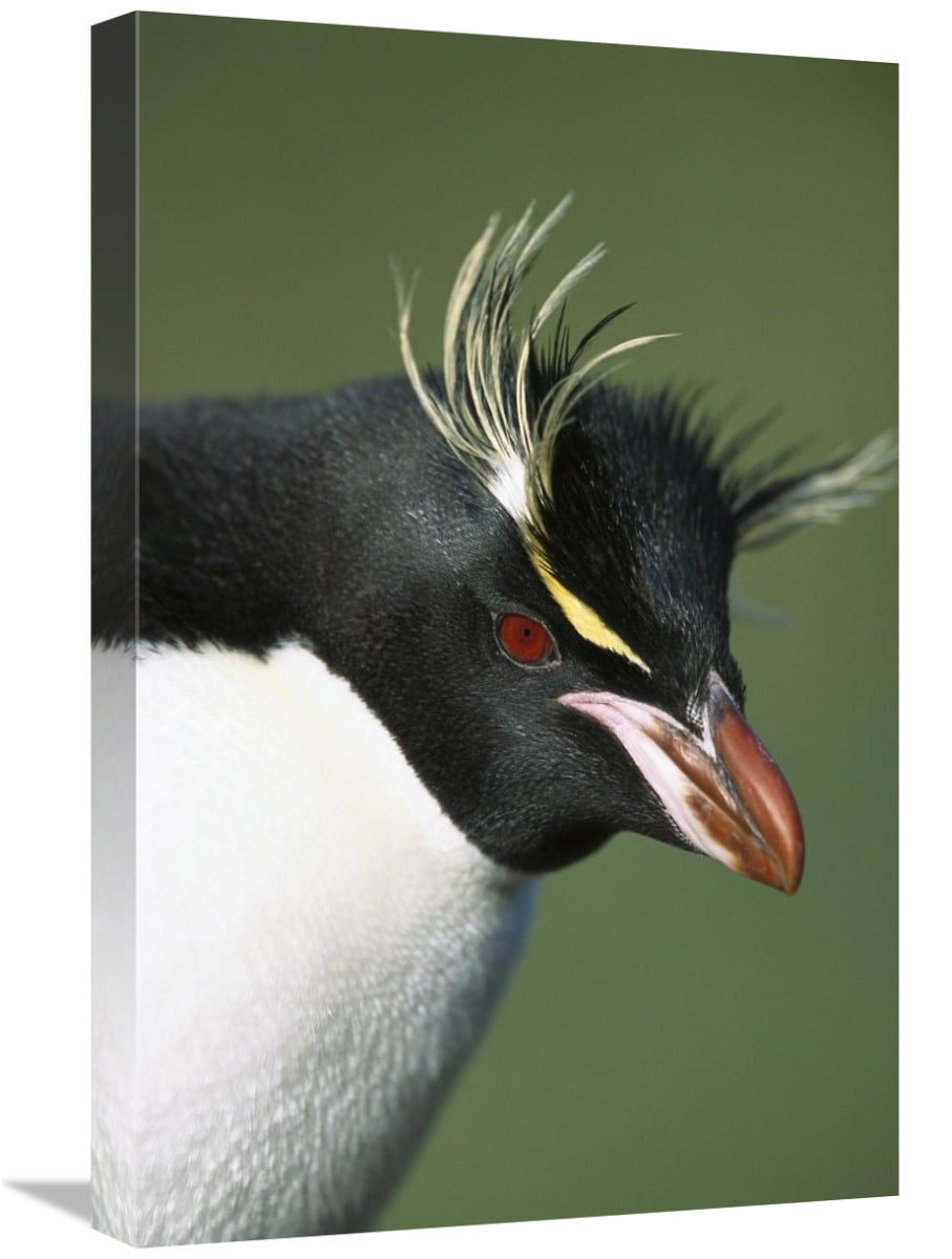 Global Gallery GCS-395635-1624-142 16 x 24 in. Rockhopper Penguin Port