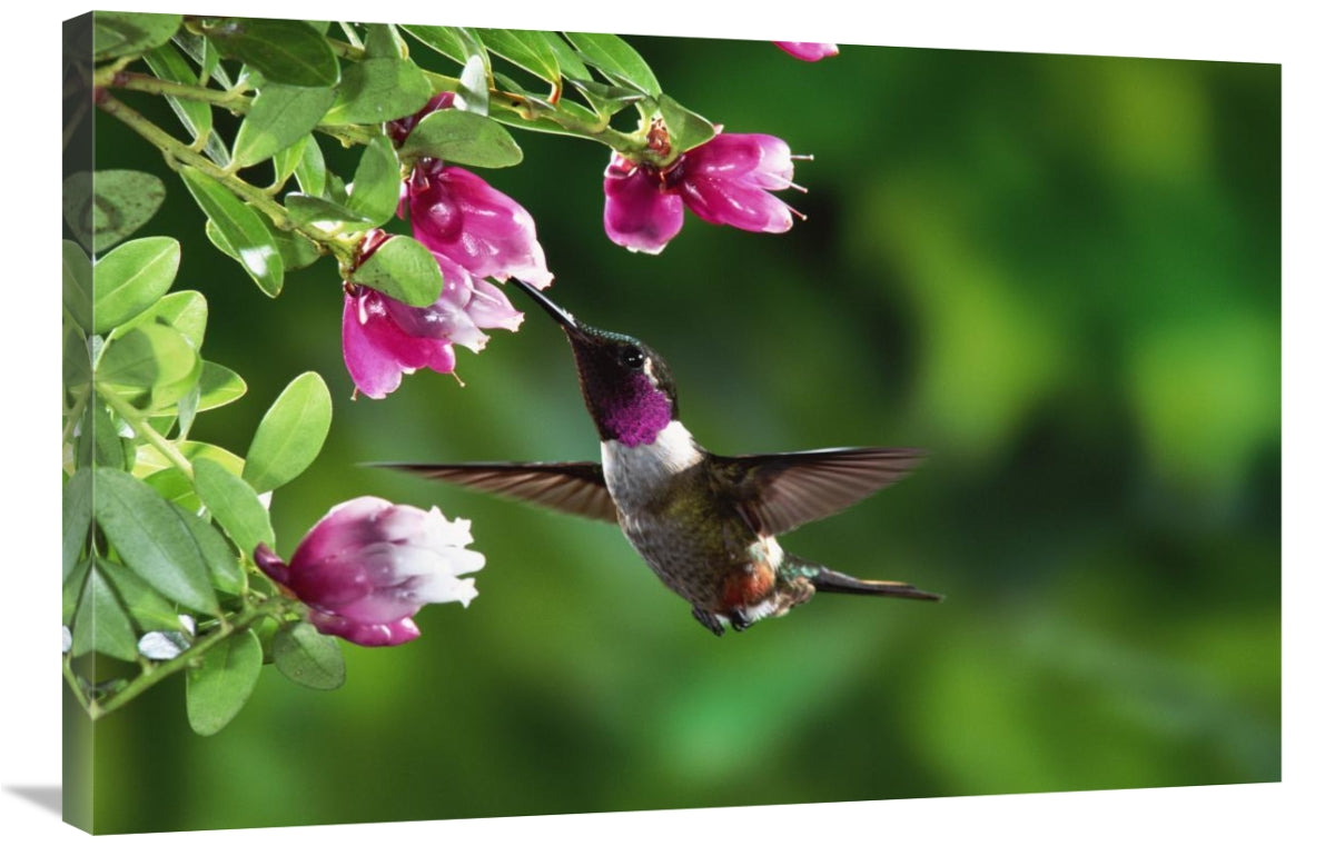 Global Gallery GCS-397224-2436-142 24 x 36 in. Magenta-Throated Woodst