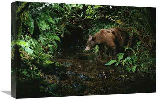 Global Gallery GCS-395726-1624-142 16 x 24 in. Black Bear at Night Sho