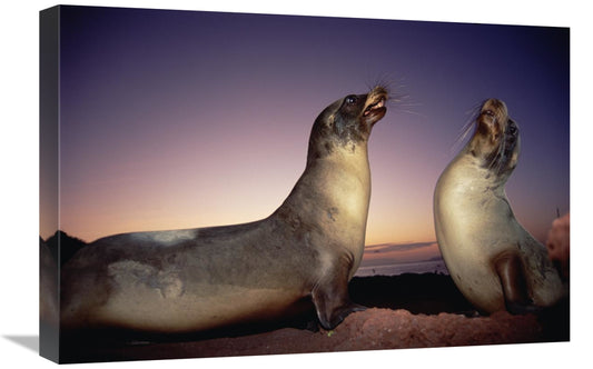 Global Gallery GCS-451148-1624-142 16 x 24 in. Galapagos Sea Lion Youn