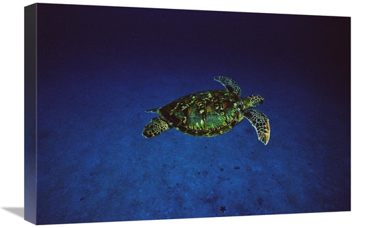 Global Gallery GCS-450739-1624-142 16 x 24 in. Green Sea Turtle Swimmi