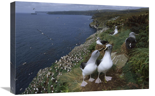 Global Gallery GCS-451814-1624-142 16 x 24 in. Grey-Headed Albatross C