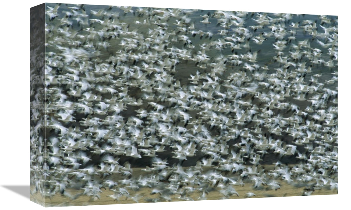 Global Gallery GCS-453283-1218-142 12 x 18 in. Snow Goose Flock Flying